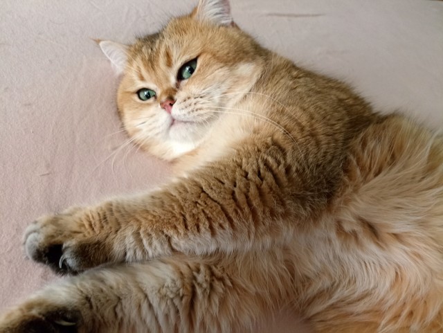 Котя моя. Ну и пусть собакочетверг!