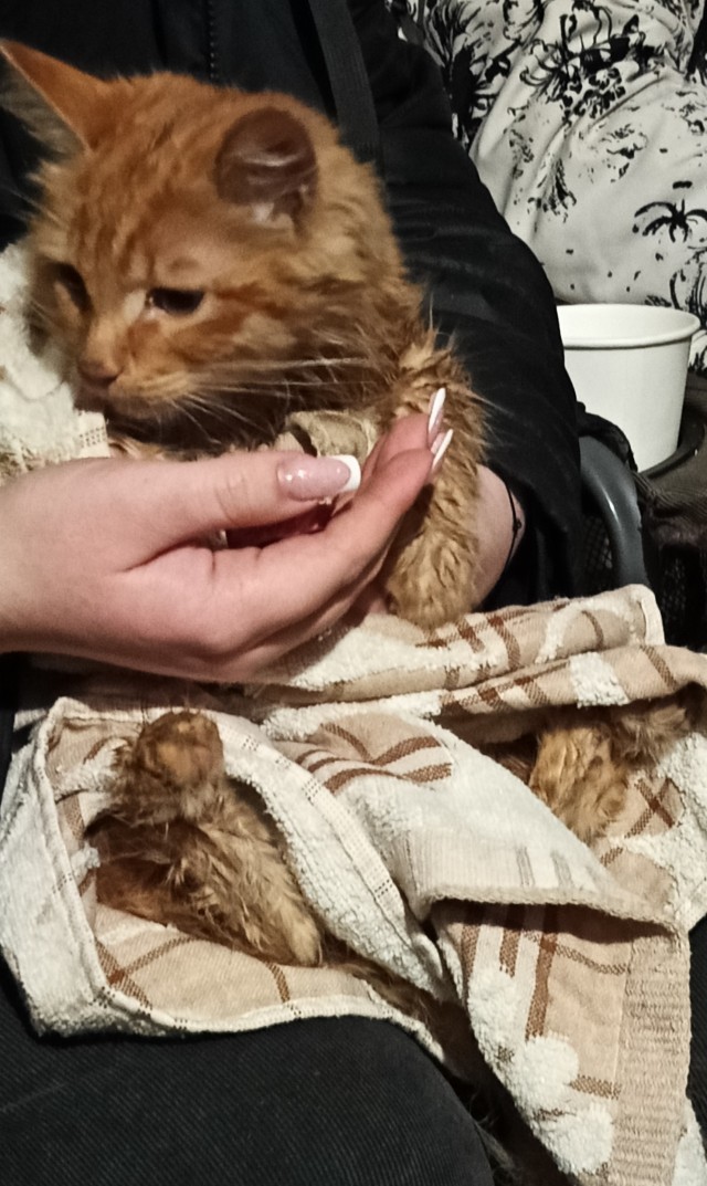 Просто кот