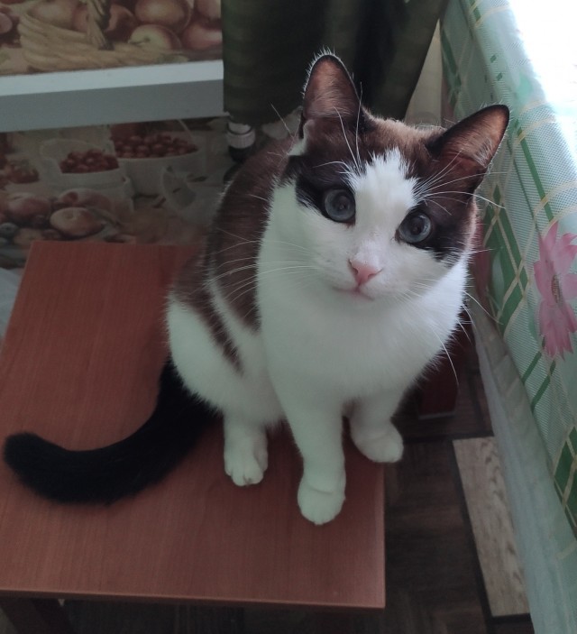 Совпало с котовторником.