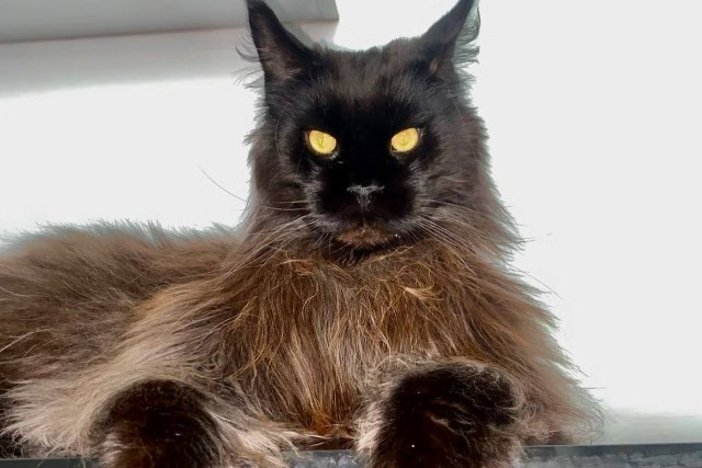 В Британии звездой стал гигантский мейн-кун весом 13 кг и ростом в 130 см