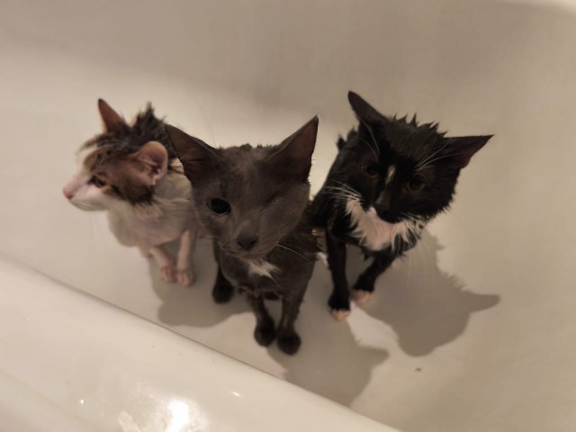Друзья (котовторник)