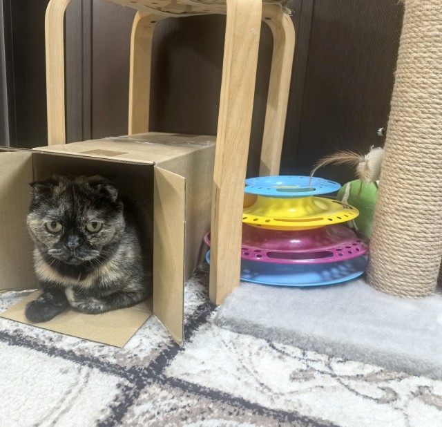 А котовторник уже пришёл?
