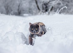 Кеша