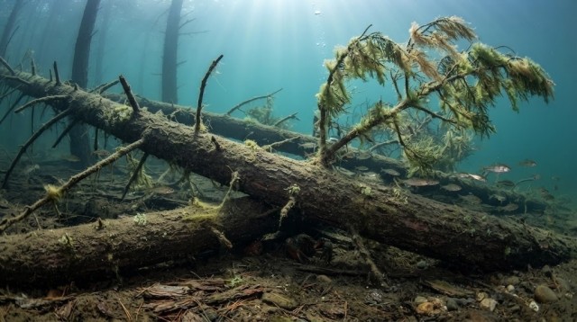 Ученые опустили 1500 елей на дно озера: через три года под водой произошли удивительные изменения