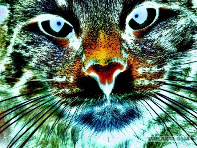 Резать или не резать