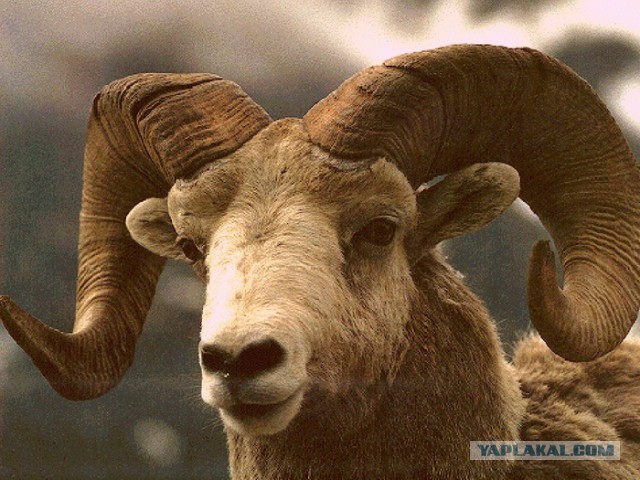 Пешеход и КАМАЗ