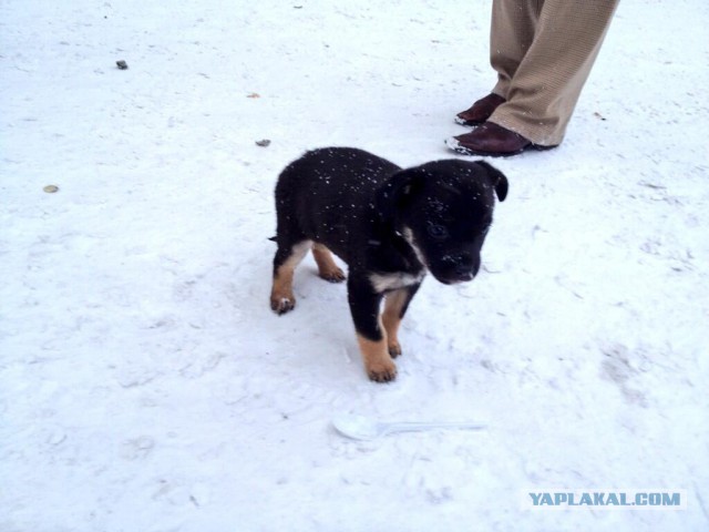 И свет во тьме светит, и тьма не объяла его