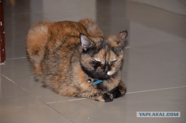 Котовторник  08.04.2014