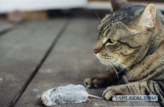 Мы будем помнить...