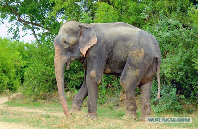 Индия: Слоны не должны быть рабами!