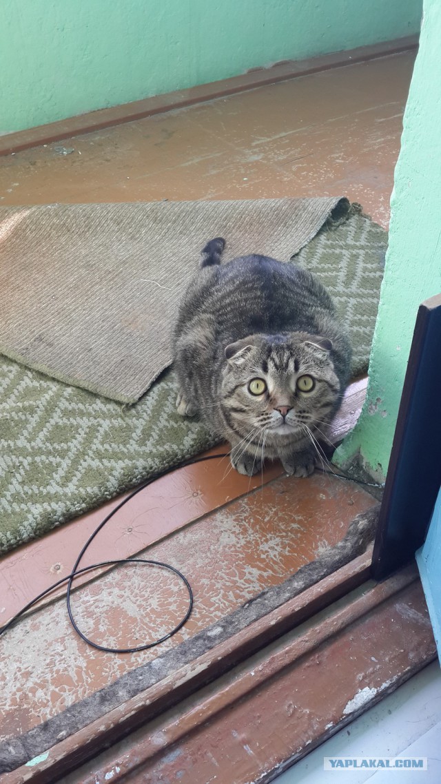 Котовторник 12.08.2014