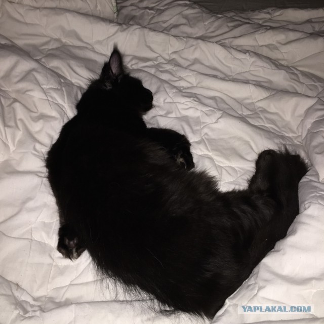 Котовторник 9.12.2014