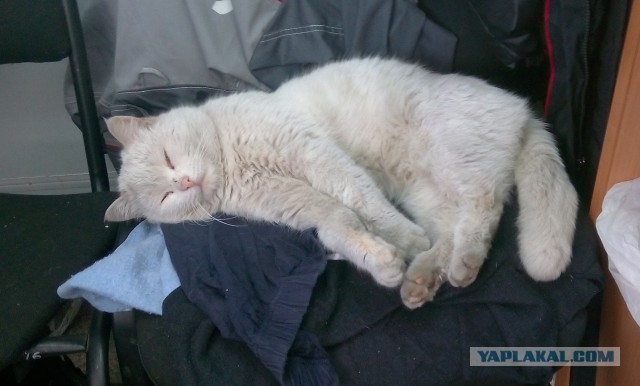 Котовторник 24.03.2015