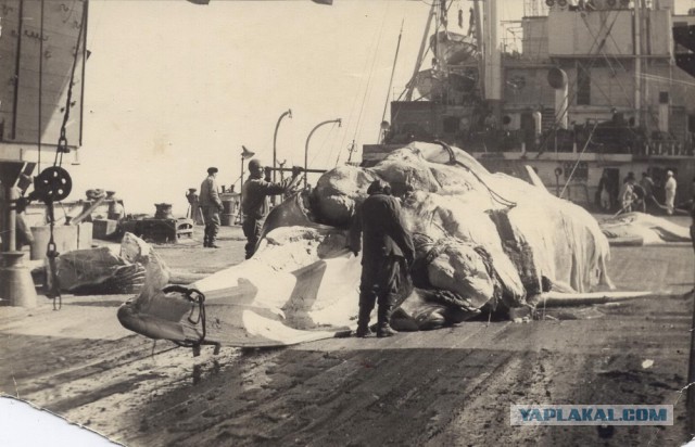 Охота на китов в СССР - фото 1965г.
