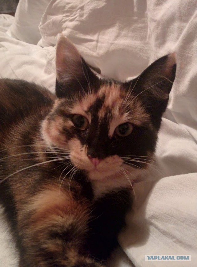 Котовторник 15-09-2015 !