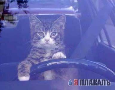 Кошаки на ПН
