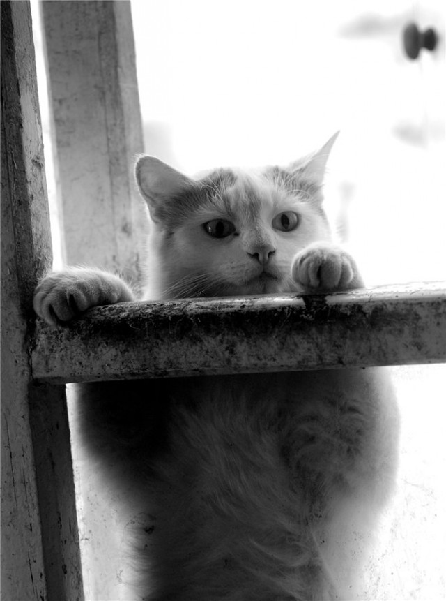 Котовторник 22.03.2016