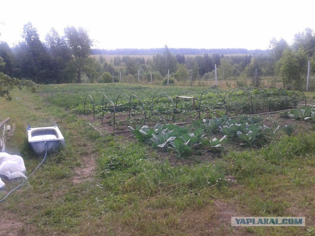 Эксперты пророчат огородный бум: россияне, видя цены на продукты, закупаются семенами
