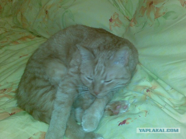 Кот Кузя
