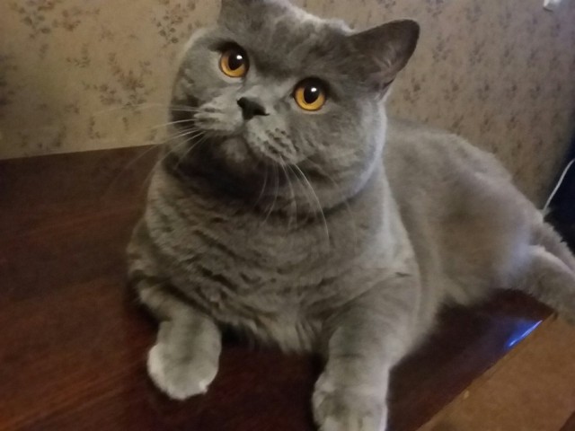 Прикольные животные