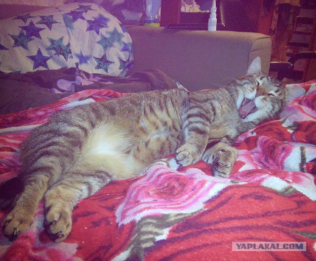 Мой зевающий кот