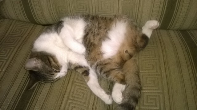 Котовторник 18.10.2016