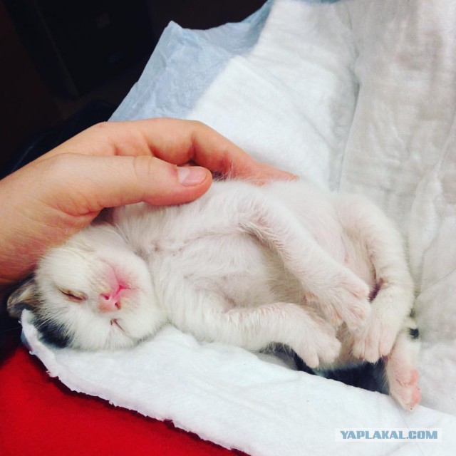 Ничего необычного для котовторника