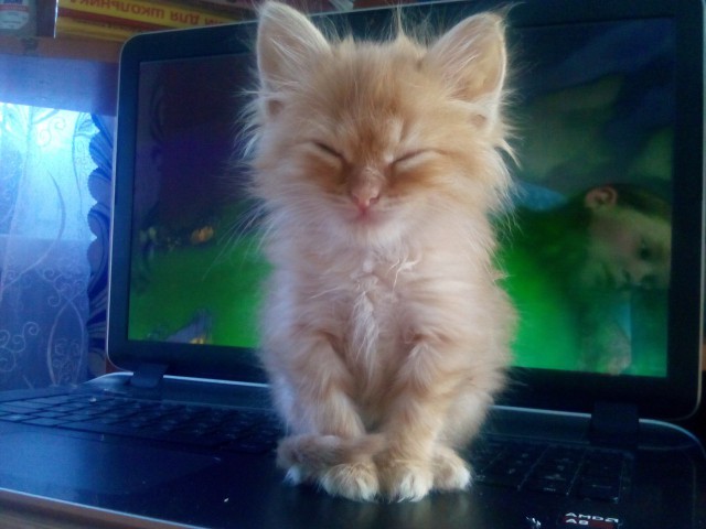 Коты из сети
