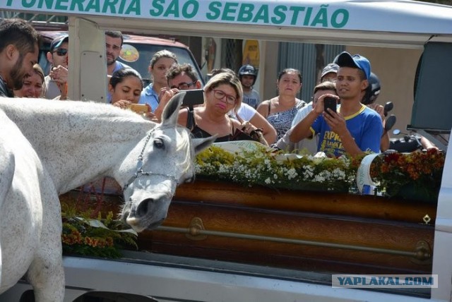 Конь пришел на похороны любимого хозяина