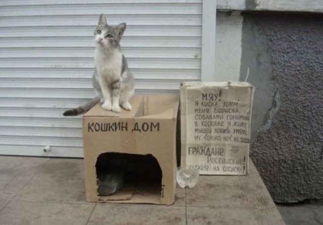 Коты и Кошки