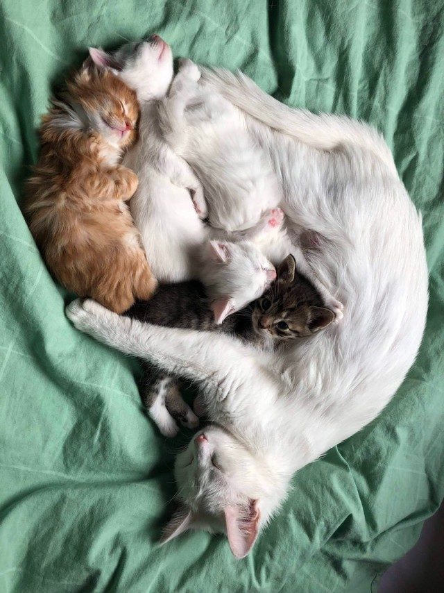 Прикольных котов пост