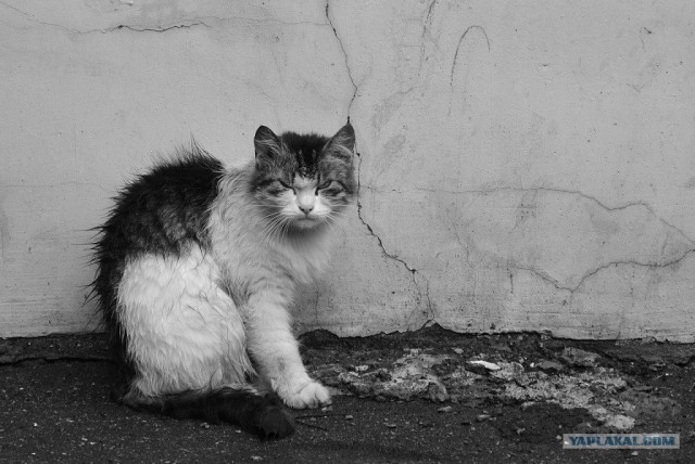 Питерские коты