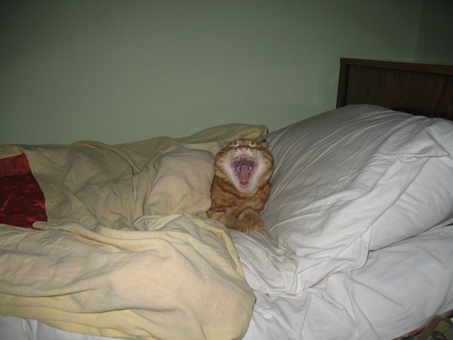 Котовторник на 26.06.12