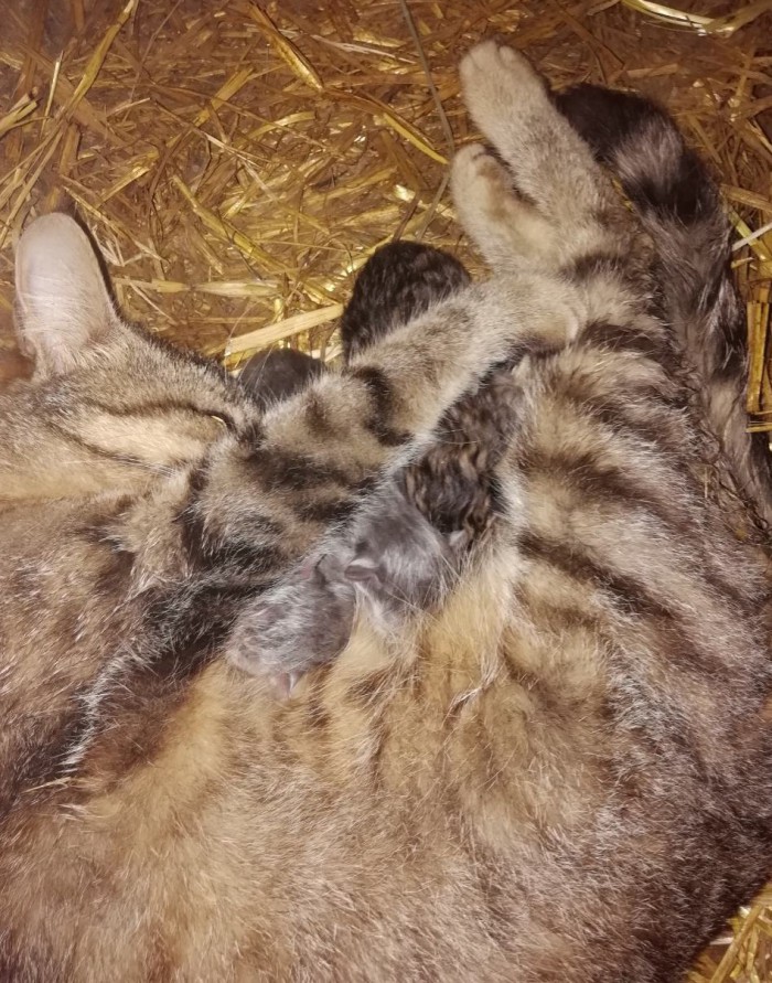 Мы маленькие котики, нам хочется гулять!