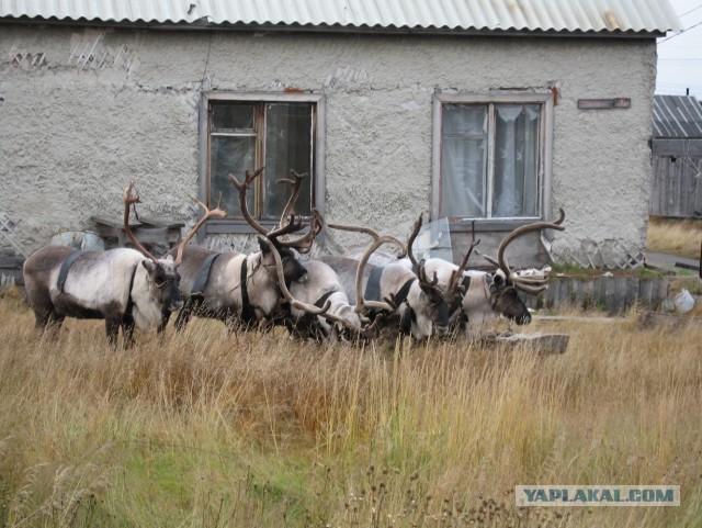 Разноцветная Сабетта