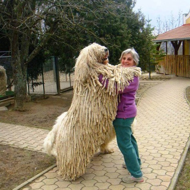 Живность из сети
