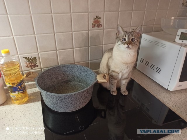 Давайте по котикам, которые с нами на самоизоляции