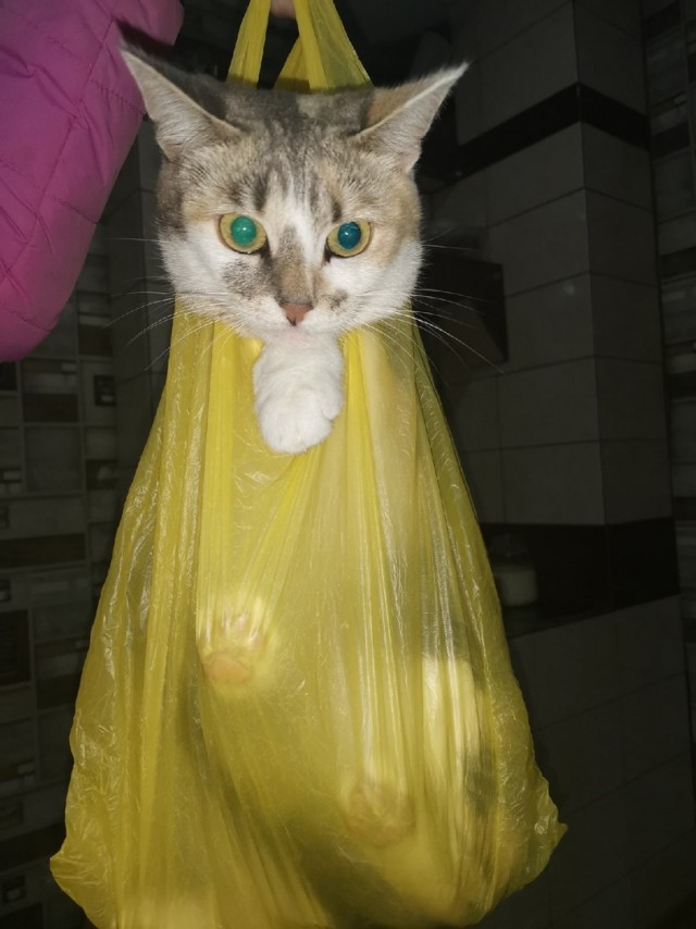 Эти забавные животные