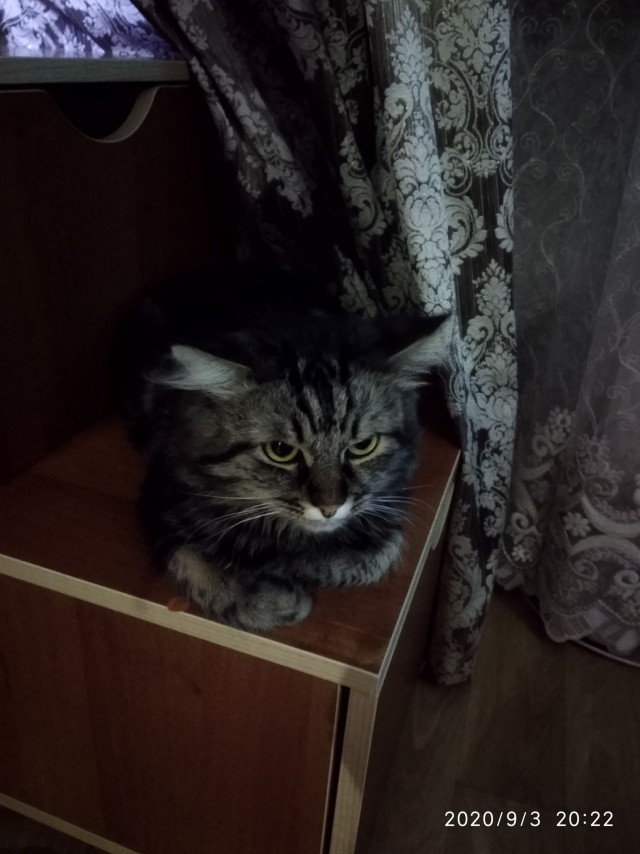 Чуток картинок не про вирус  18.0.  Животные