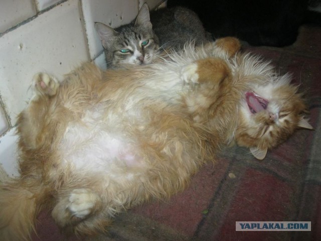 Жизнь домашнего приюта для котеек 321