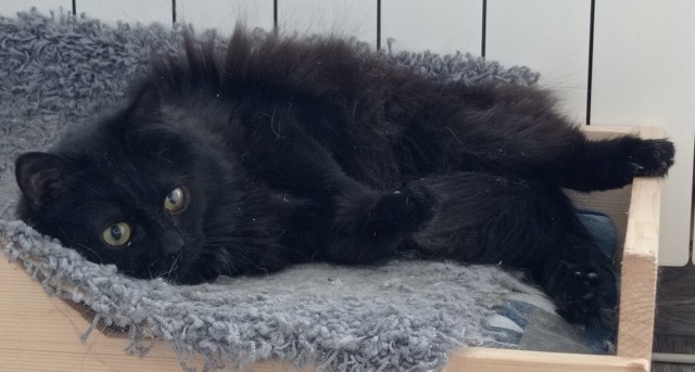 Кошки , кошечки, котяры 14.03.21