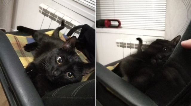Котовторник