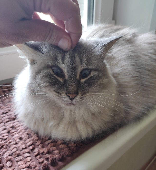 Котовторнику быть