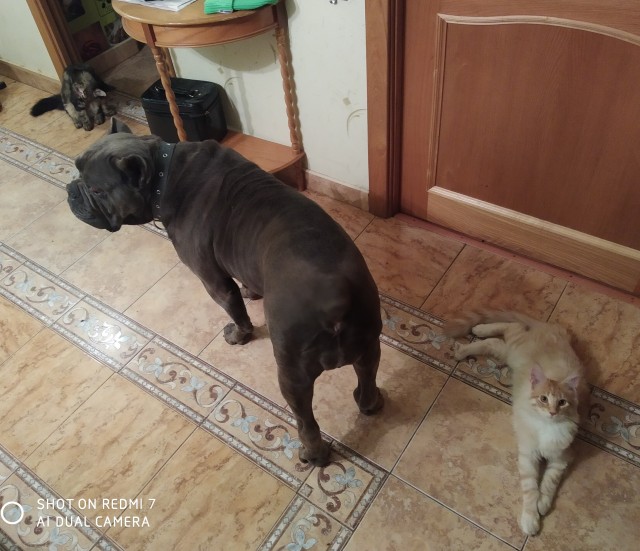 С праздником и котофторником!