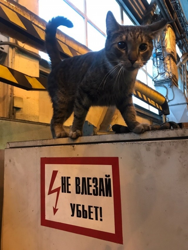 «В благодарность приносит мышей»: чумазая кошка, спасенная рабочими новосибирского завода, живет в цехе