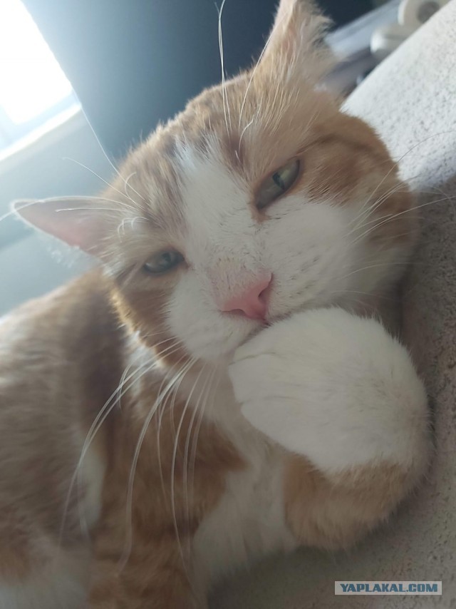 Котоманы, как не разориться на кормежке котов?