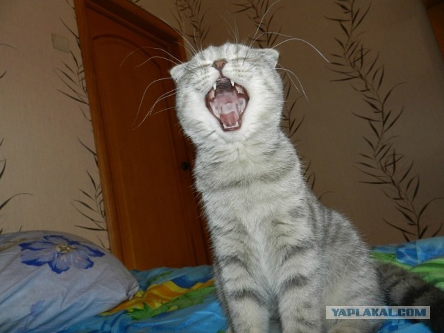 Котовторник  19.03.2013