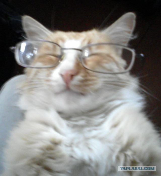 Котовторник 26.03.2013