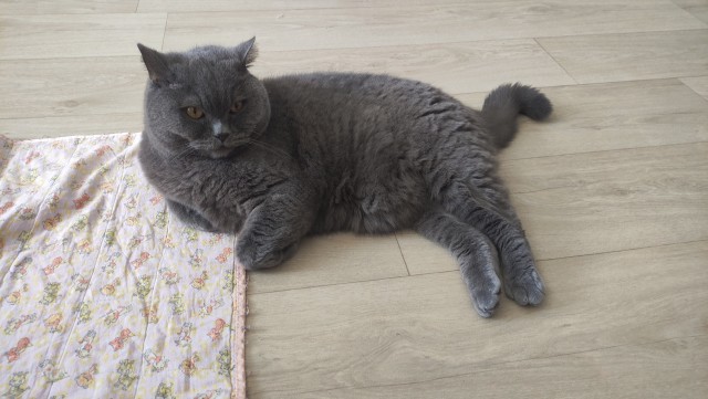 Пройдемся по котикам?!