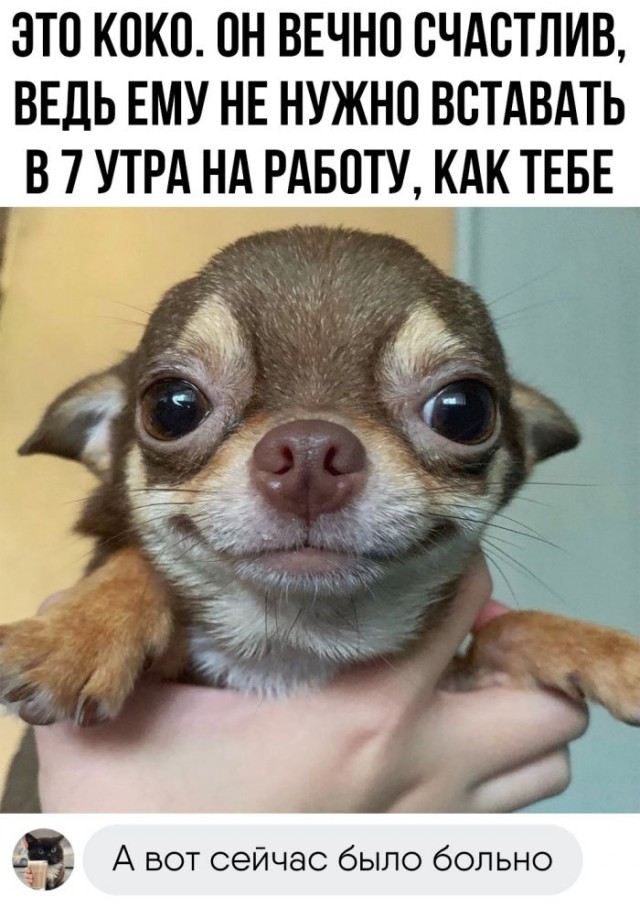 Картинки и мемы для настроения - 137